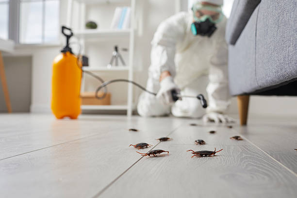 Post-Treatment Bed Bug Interceptor Monitoring in Samson